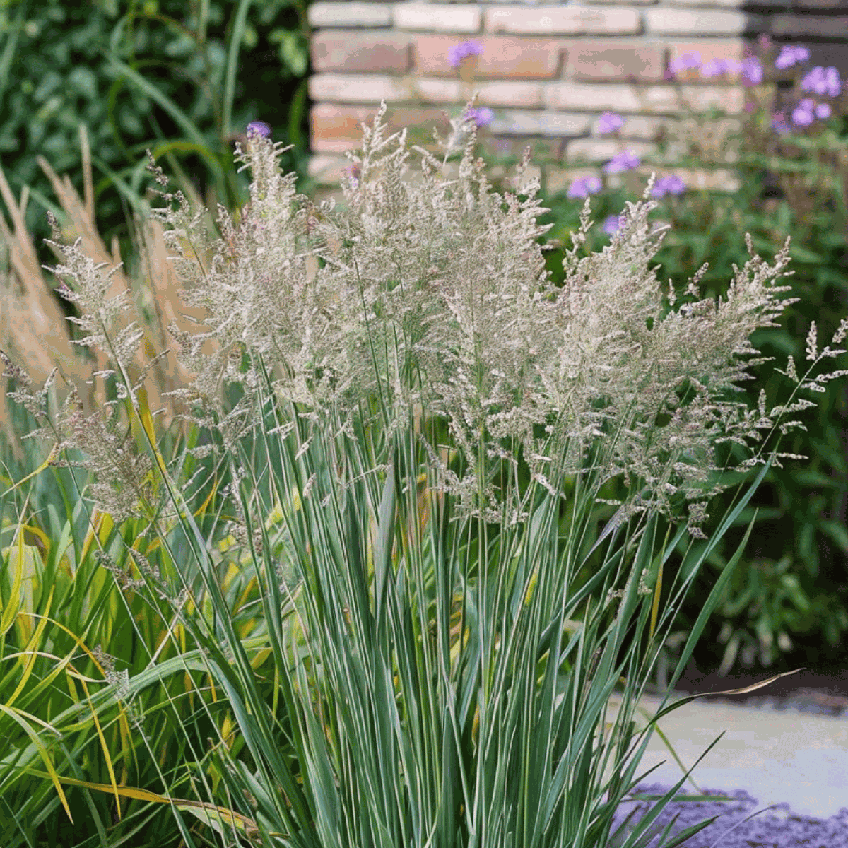 Switch grass - Panicum virgatum 'Heavy Metal' - Height 40-60cm - ⌀23cm