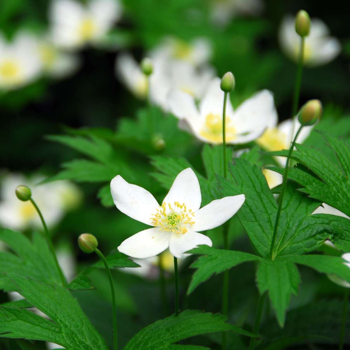 Christmas Rose - 6 pcs. - Helleborus niger 'Mont Blanc' - Height 20-30cm - ⌀12cm