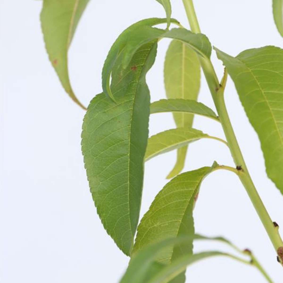 Peach Tree - Prunus persica 'Saturne' - Height 60-70cm - ⌀15cm