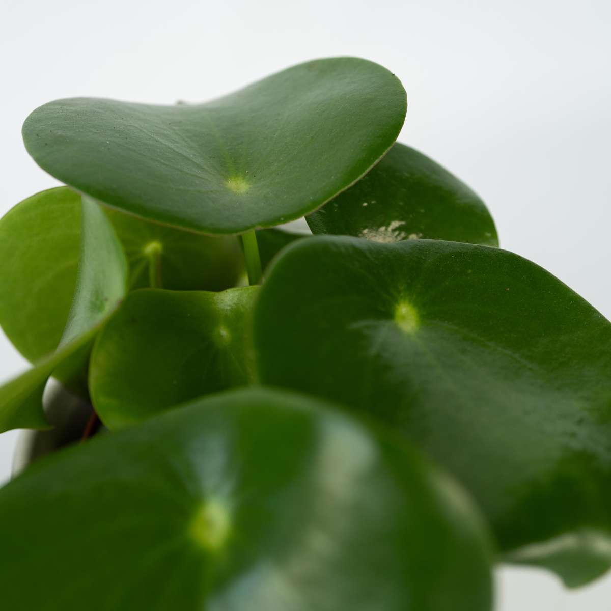 Chinese money plant - Peperomia polybotrya - Height 20-30cm - ⌀12cm