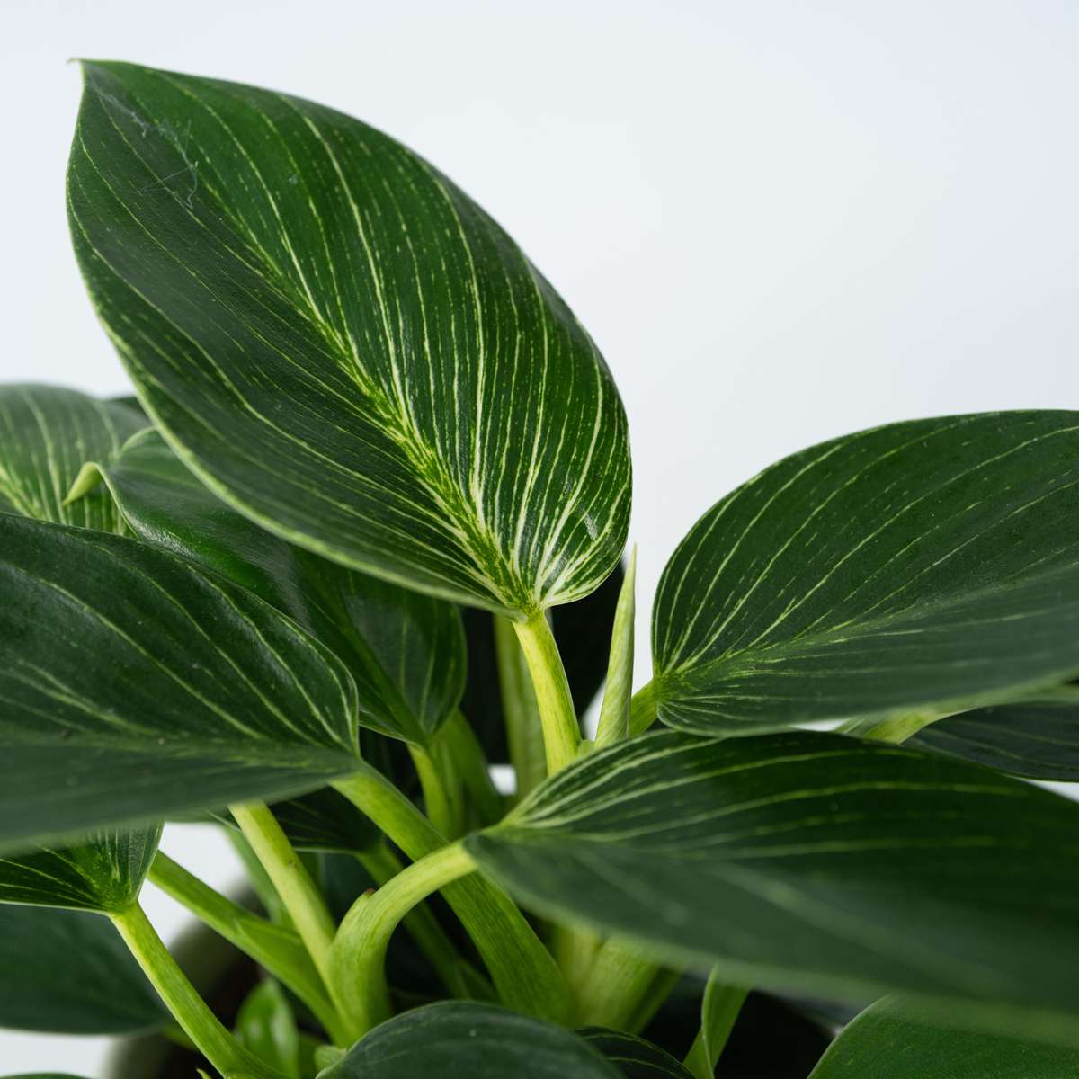 Sweetheart Plant - Philodendron 'White Wave' - Height 25-40cm - ⌀12cm