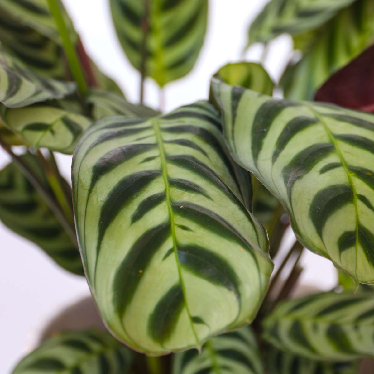 Never Never Plant - 4 pcs. - Ctenanthe 'burle-marxii' - Height 25-40cm - ⌀12cm