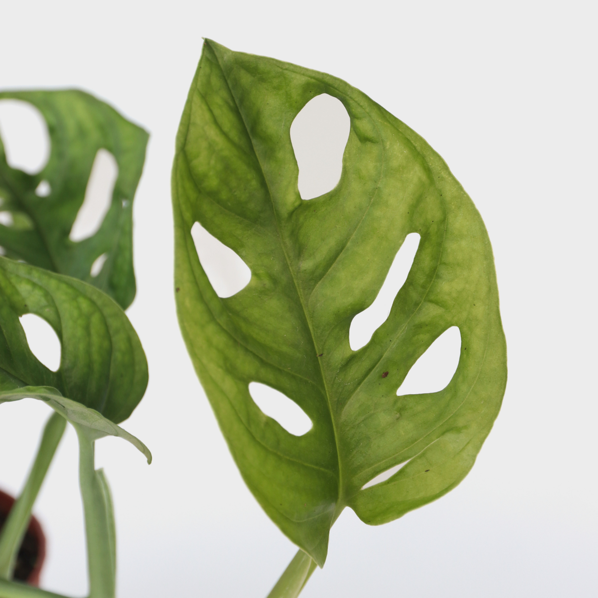 Mini Swiss Cheese Plant - 2 pcs. - Monstera 'Monkey Mask' - H25-30cm - ⌀12cm