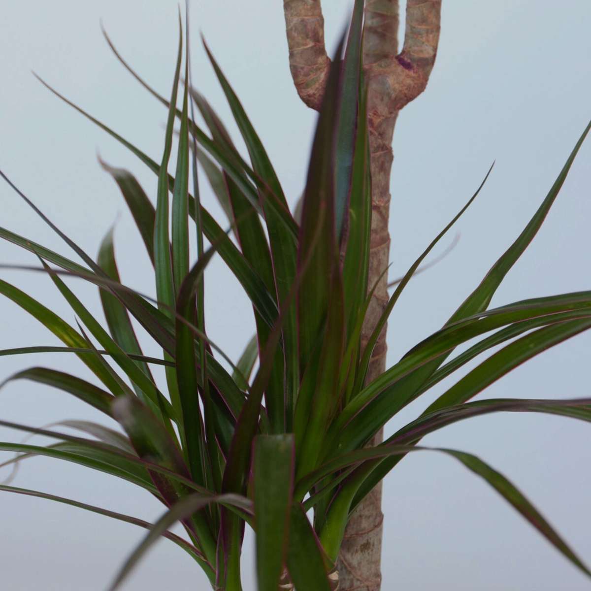 Madagascar Dragon Tree - 2 pcs. - Dracaena marginata - Height 70-80cm - ⌀17cm