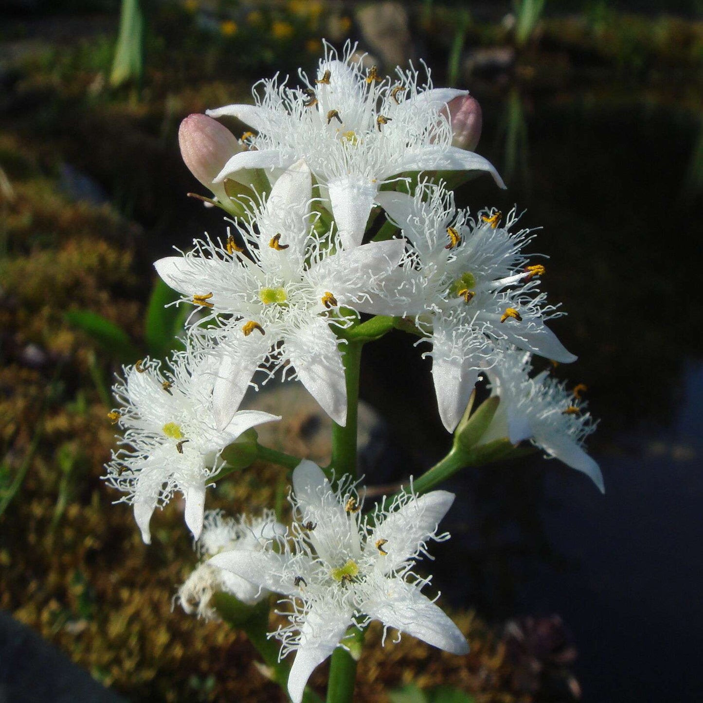 Menyanthes trifoliata (Bog bean) - Marginal Pond Plants - MP078