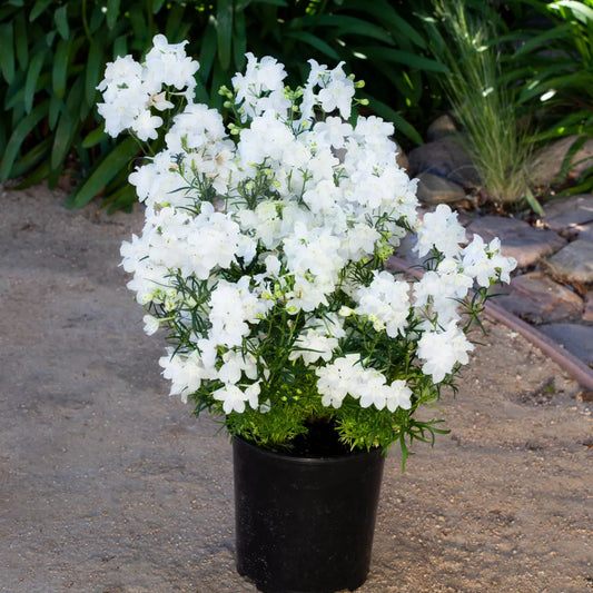 DELPHINIUM grandiflourum Hunky Dory White - 9cm Pot