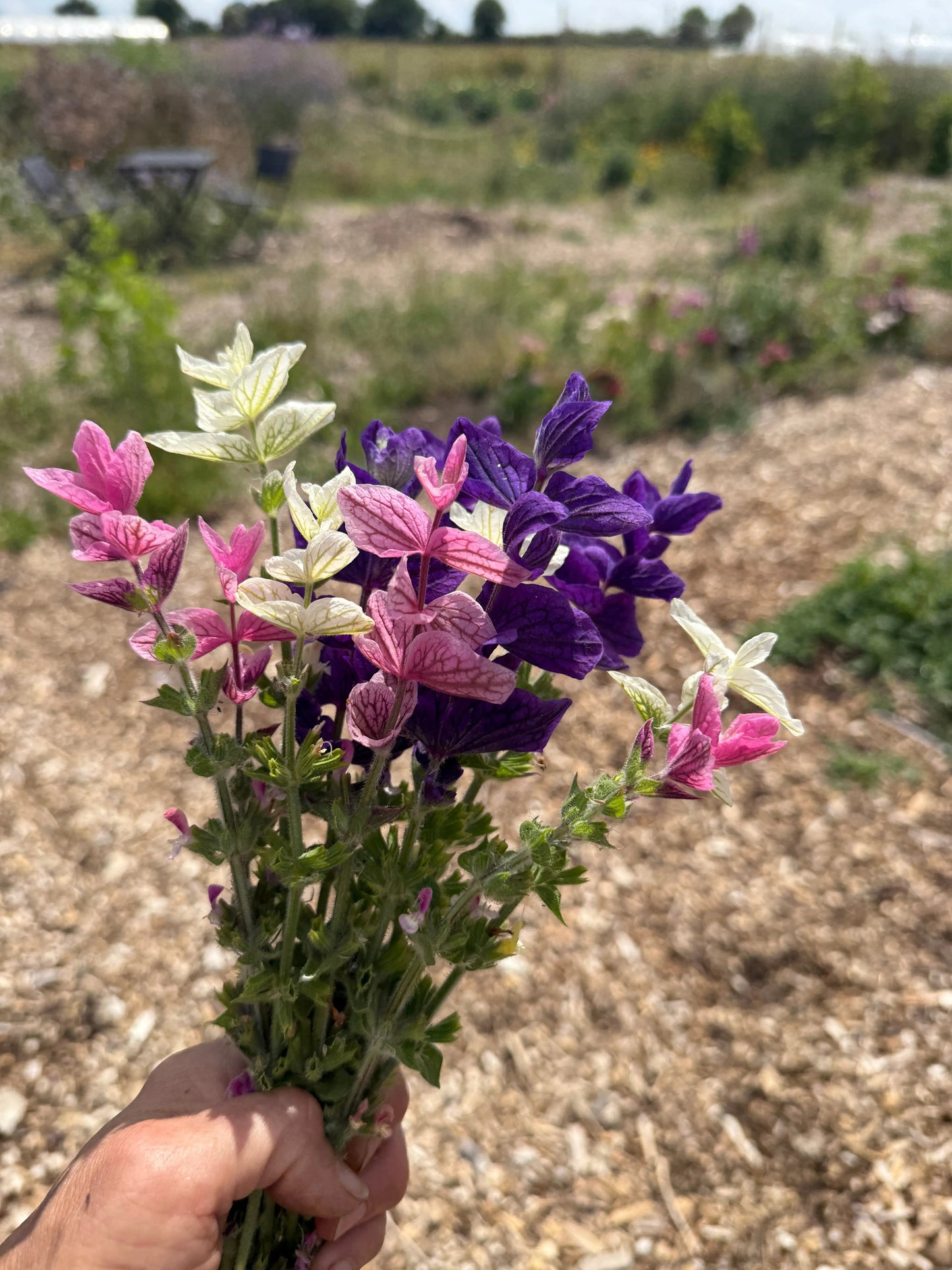 Clary Sage Monarch Mixed