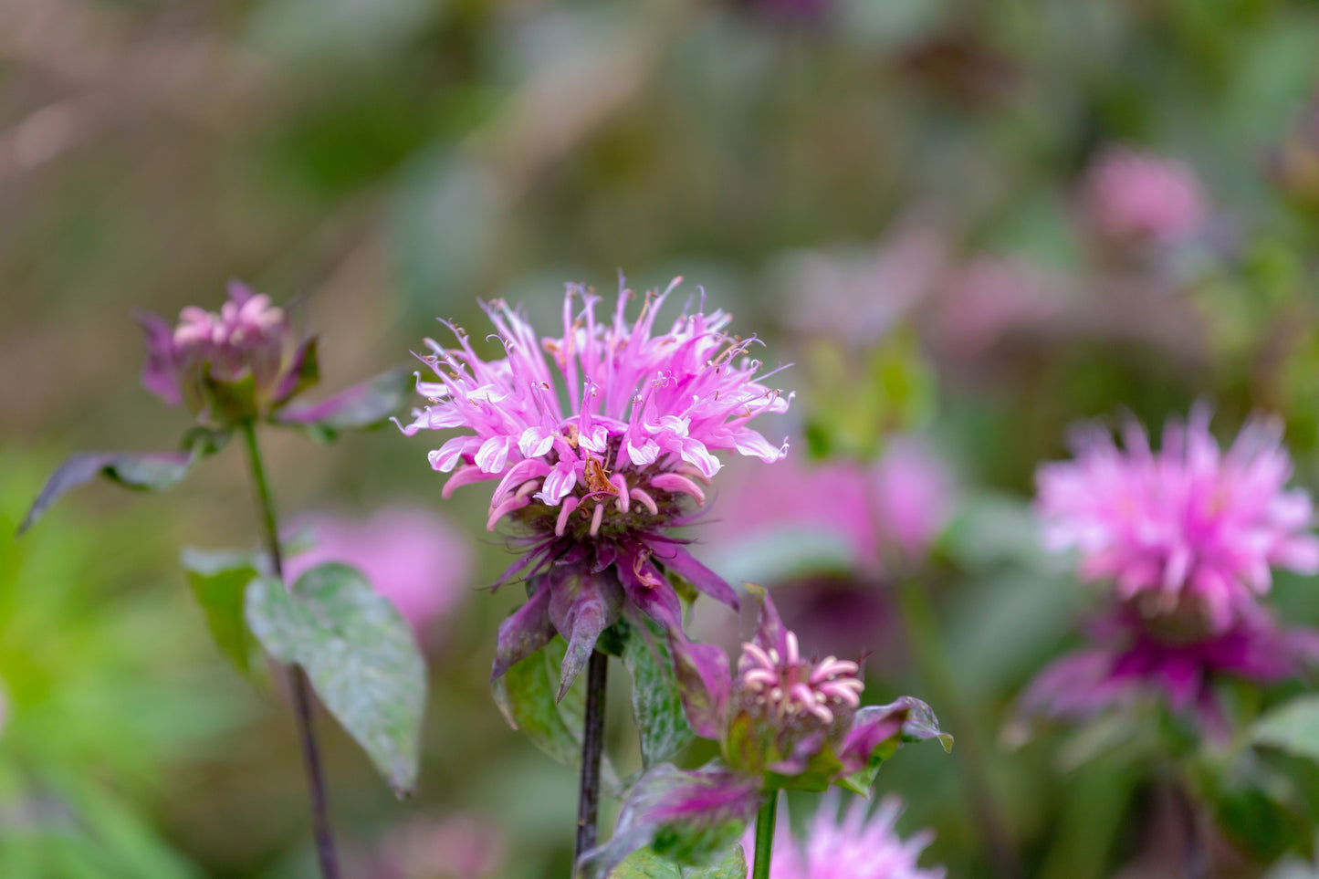 Monarda Bee-Lieve - Marginal Pond Plants - BP084