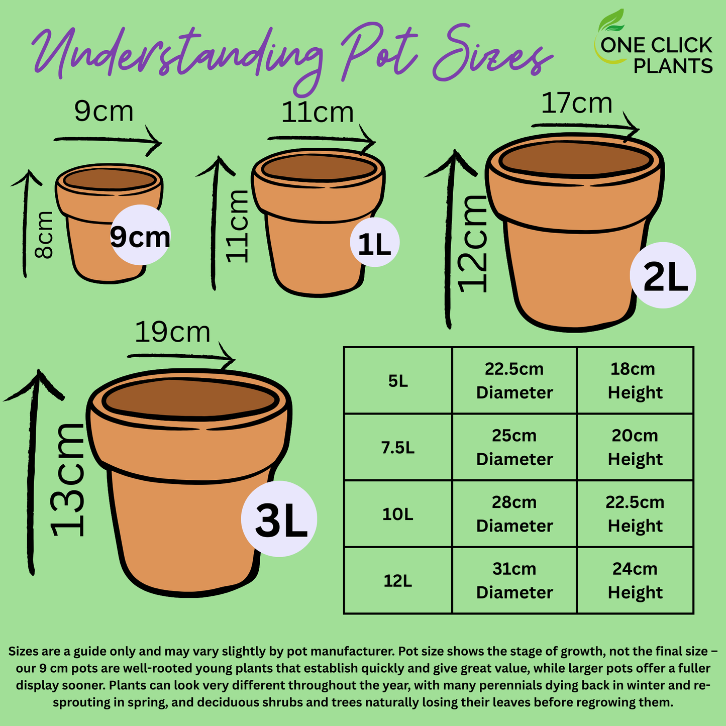 Stipa gigantea (Golden Oats) 9cm / 3L