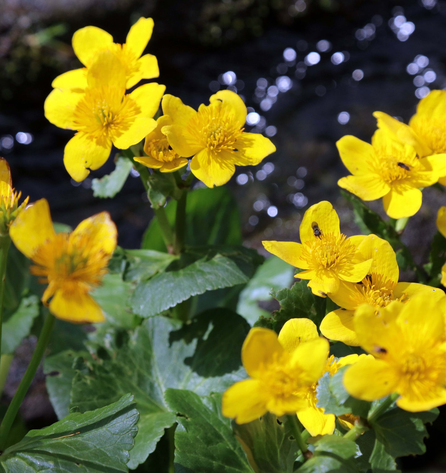 Caltha palustris polypetala (Giant king cup) - MP018 Packs