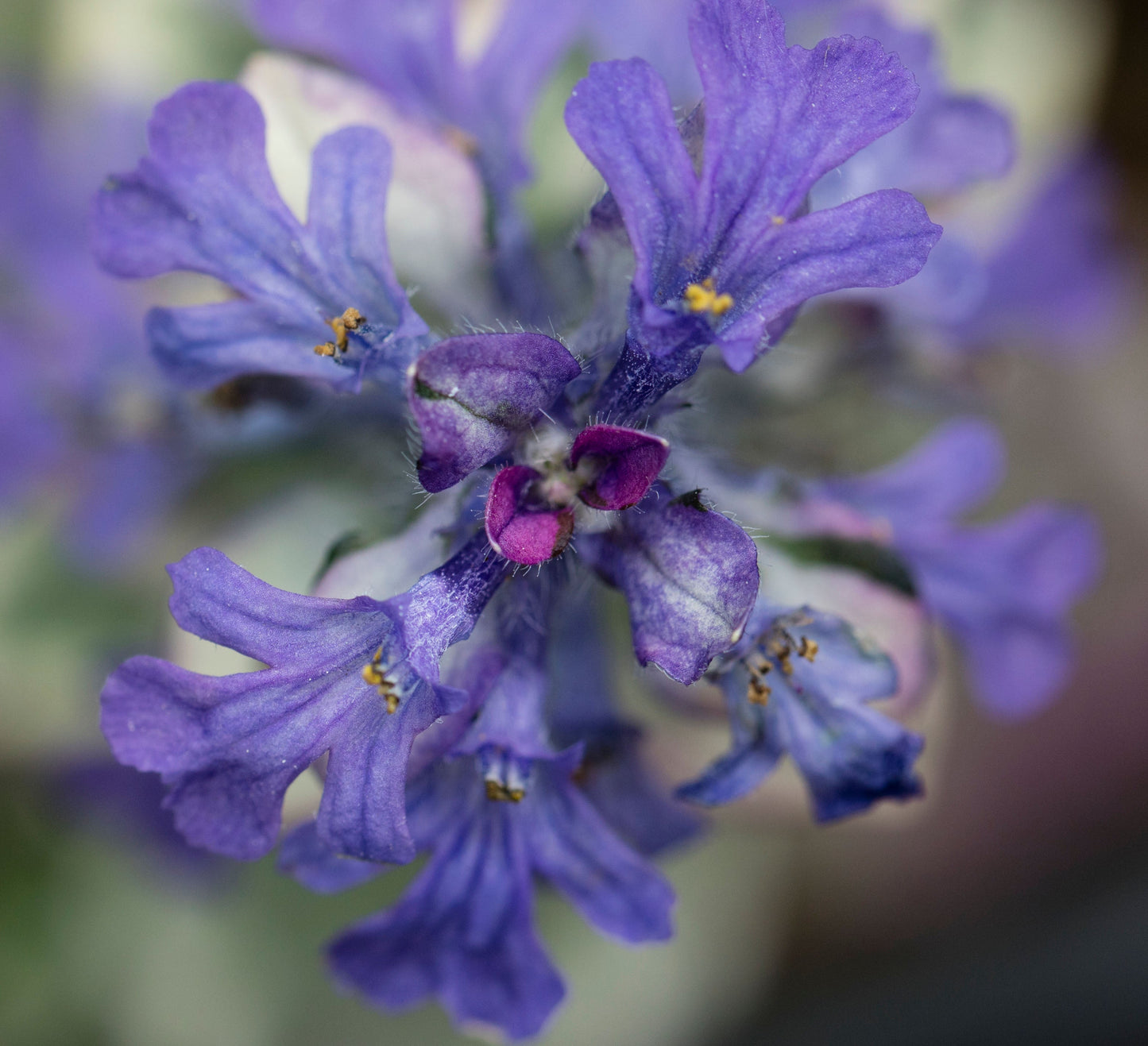 Camassia esculenta ‘Quamash’ - BP020 Packs