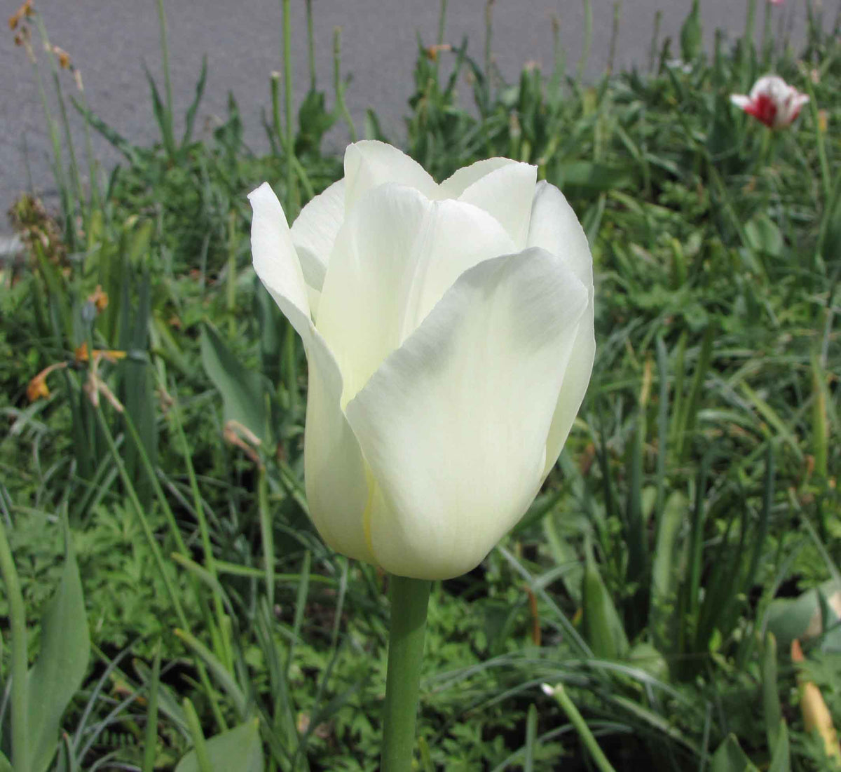 TULIP City of Vancouver 10/11cm - 10 Bulbs