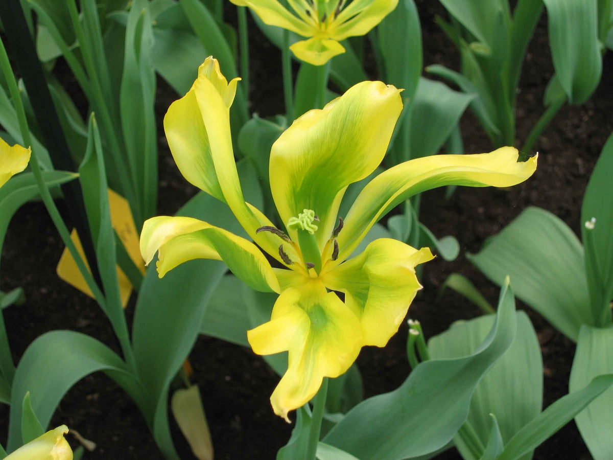 TULIP viridiflora Formosa 10/11cm - 10 Bulbs