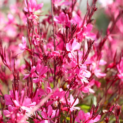 GAURA lindheimeri Gaudi Pink - 9cm pot