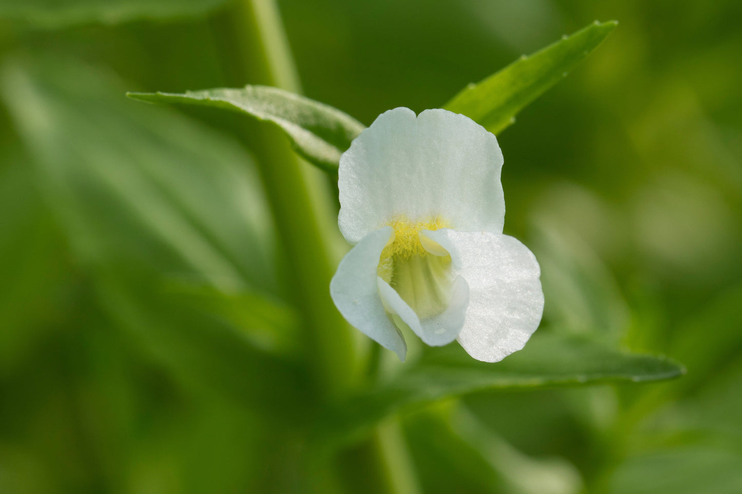Gratiola officinalis (Summer Snowflake) - Marginal Pond Plants - MP042