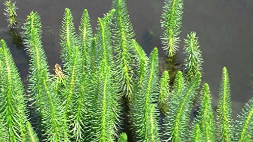 Hippuris vulgaris (Mare’s tail) - Marginal Pond Plants - Pond Plants - Water Plants - OX008