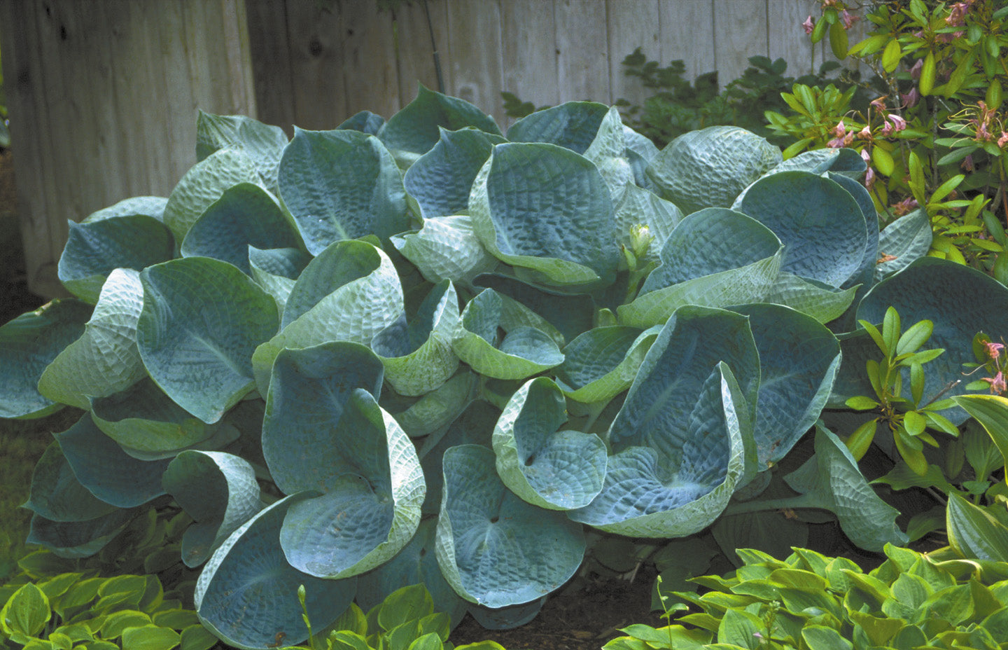 Hosta abiqua 'Drinking Gourd' - BP045 Packs