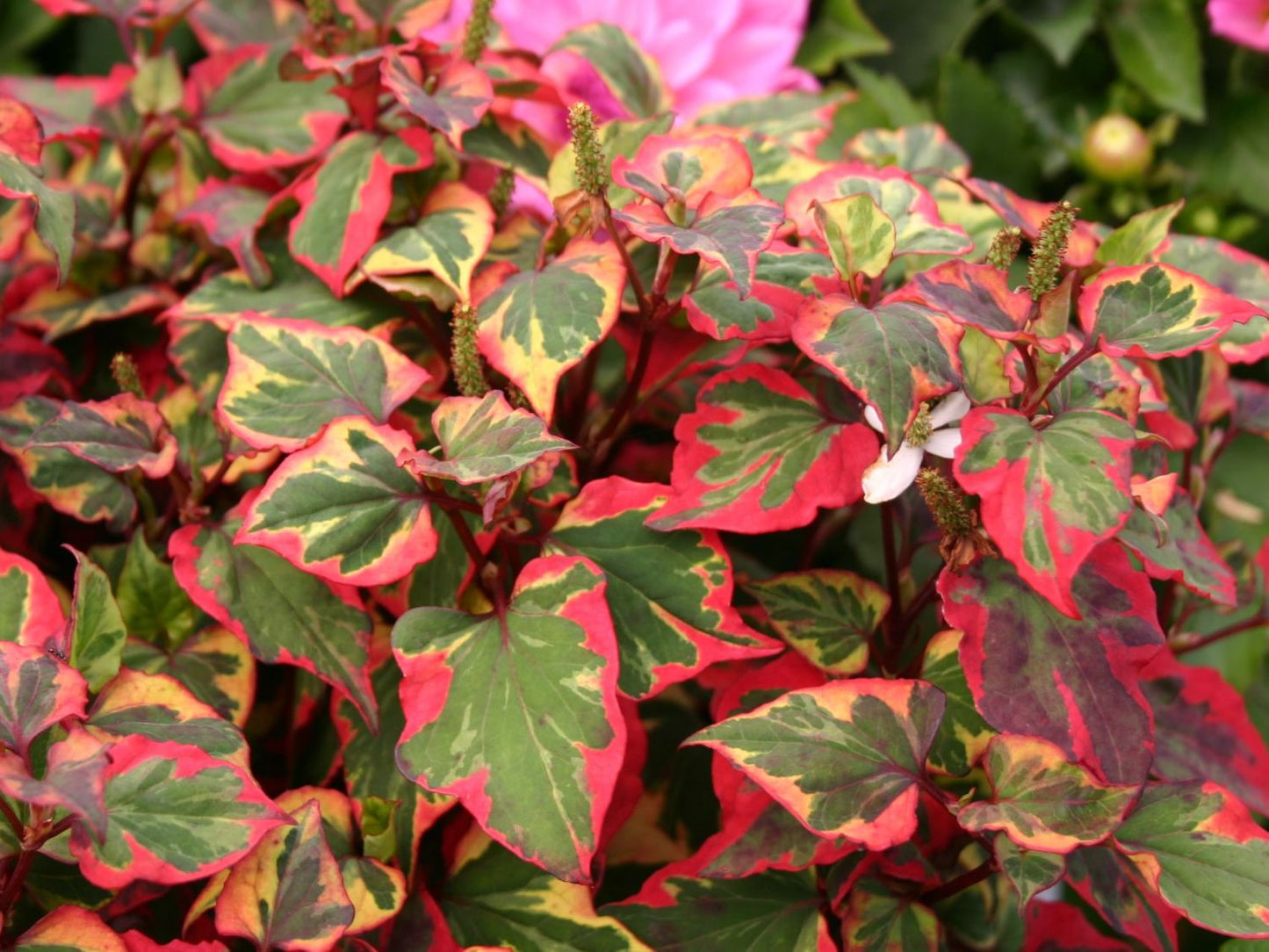 Houttuynia cordata ‘Chameleon’ (Harlequin plant) - MP044 Packs