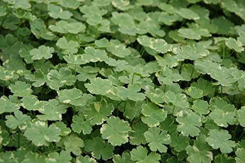 Hydrocotyle sibthorpioides variegata (Crystal confetti) - Marginal Pond Plants - Pond Plants - Water Plants - OX011