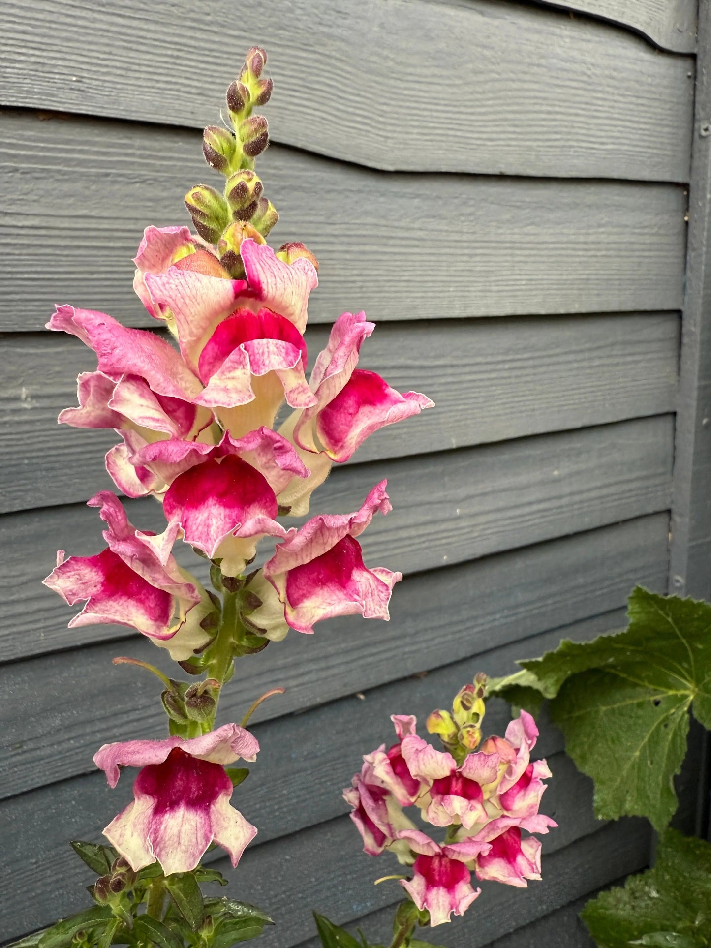 Antirrhinum Lucky Lips