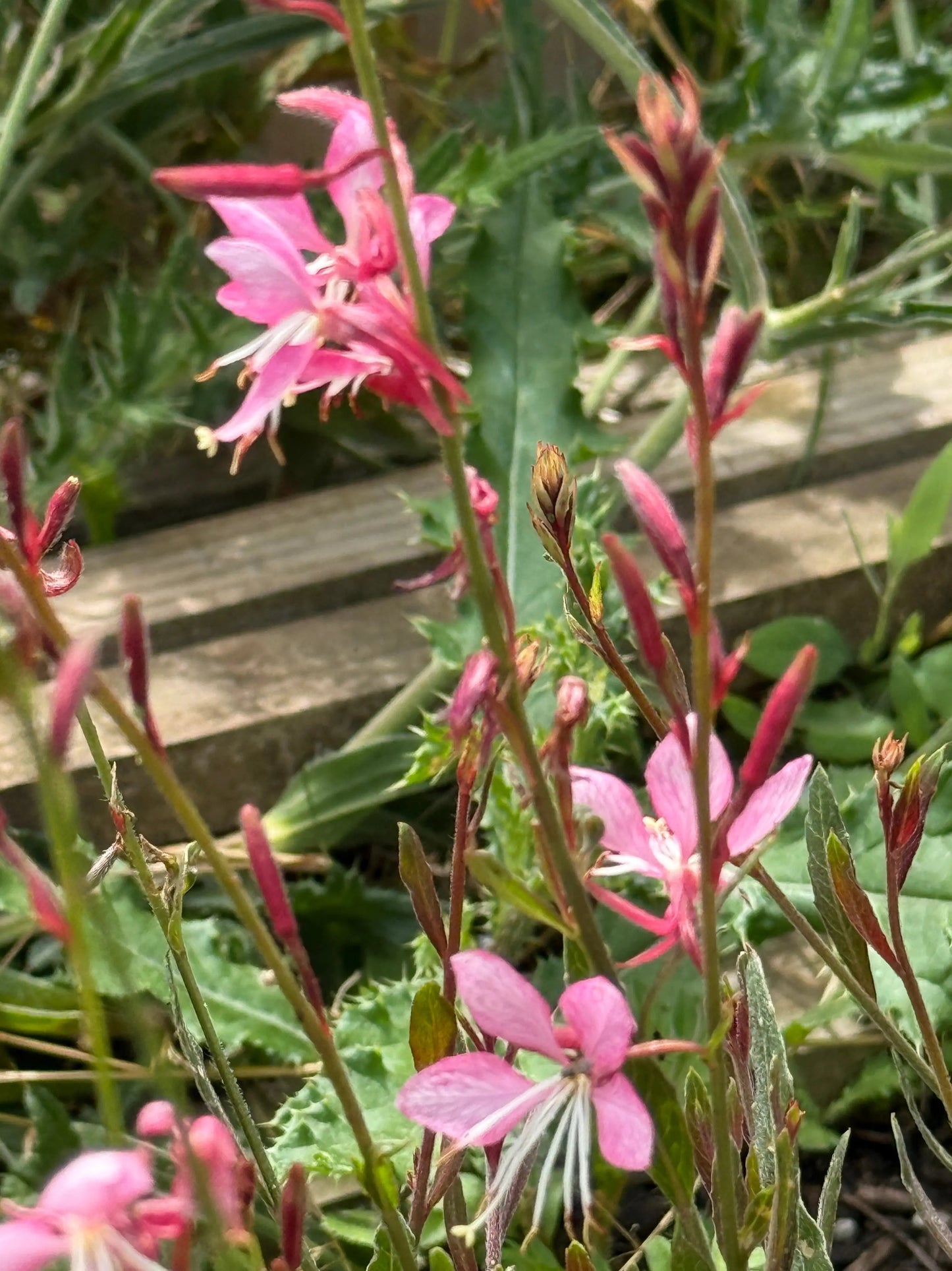 Gaura Pink Bouquet