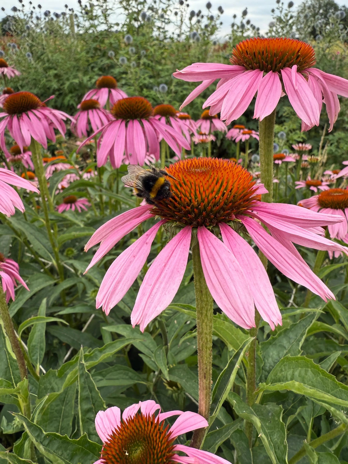 Echinacea Purple Coneflower