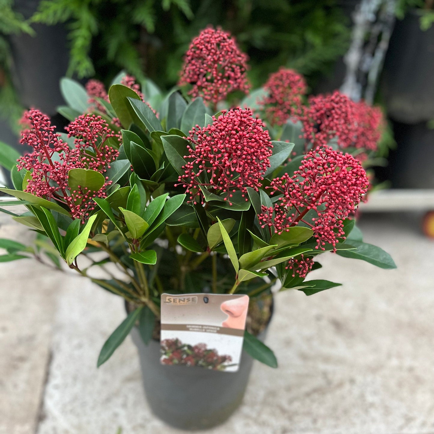 Skimmia japonica Rubella 9cm-10L