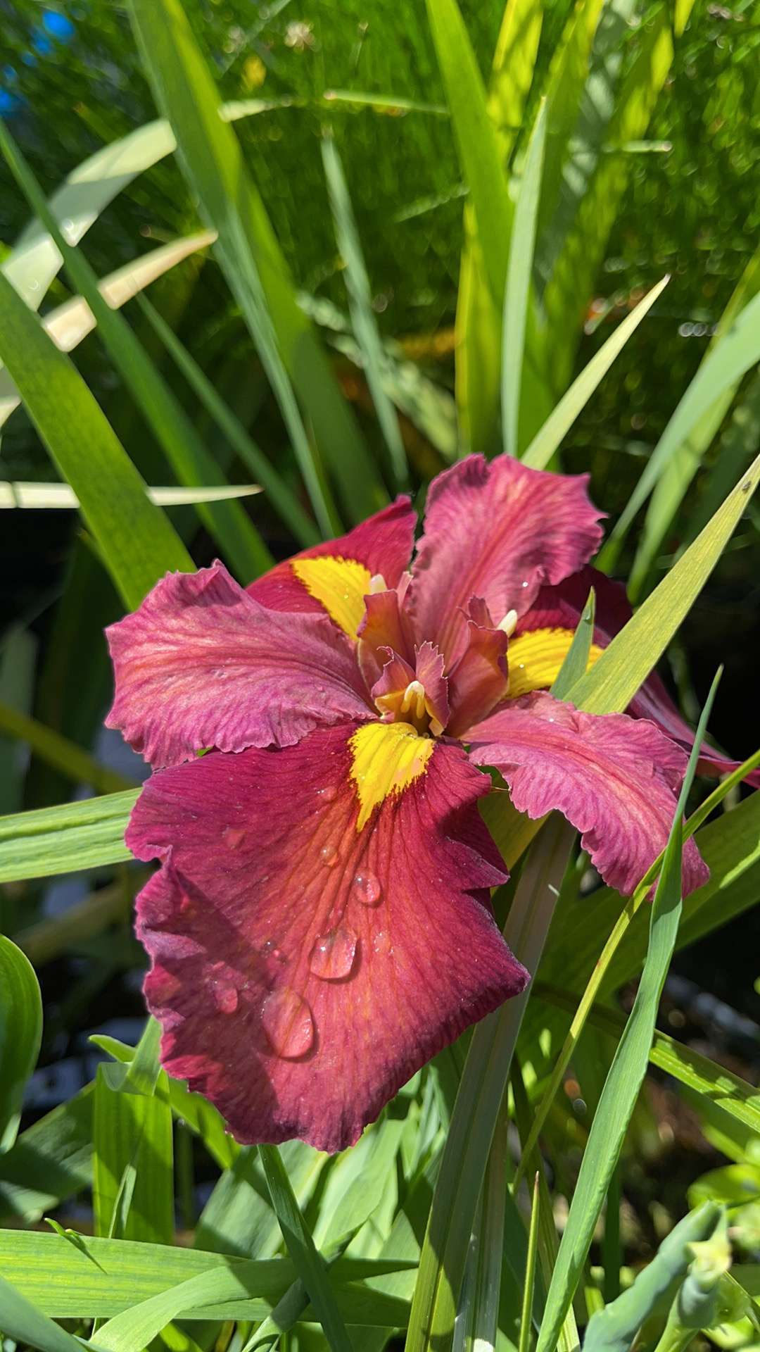 Iris louisiana 'Ann Chowning' - Marginal Pond Plants - MP050