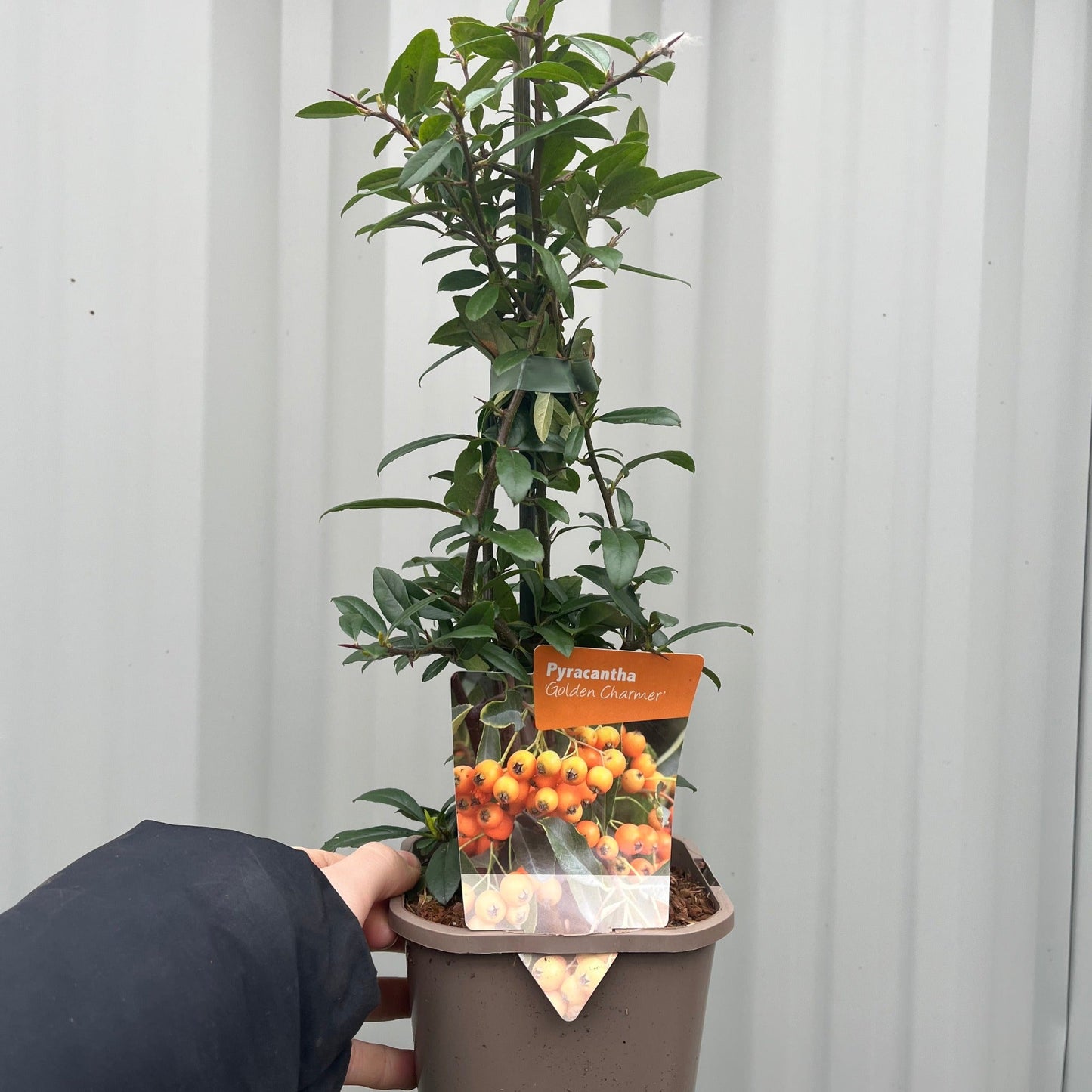 Pyracantha coccinea 'Golden Charmer' 1L