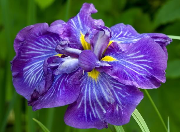 Iris Ensata 'Electric Rays' - BP056 Packs