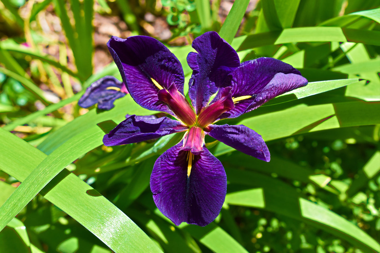 Iris louisiana ‘Black Gamecock’ - MP052 Packs