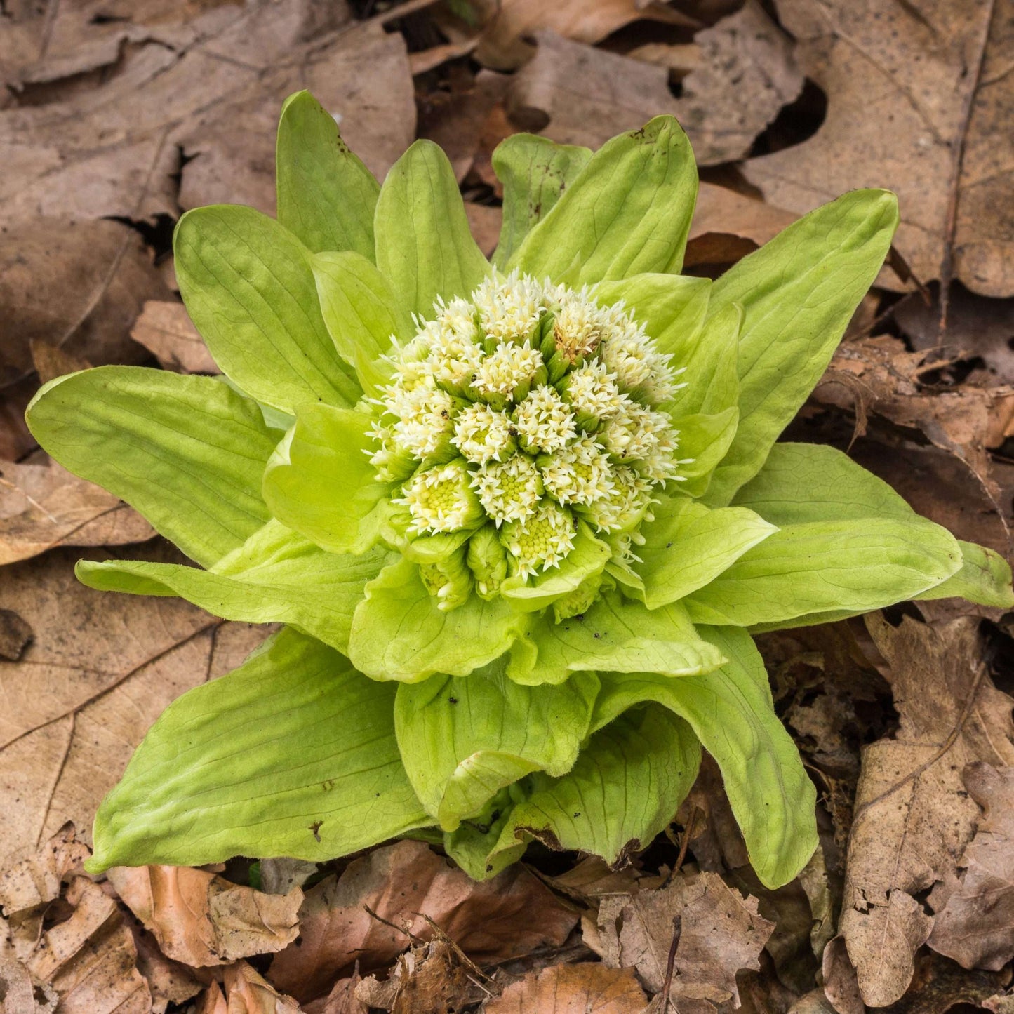 Petasites Japonicus Variegated - Marginal Pond Plants - MP089C