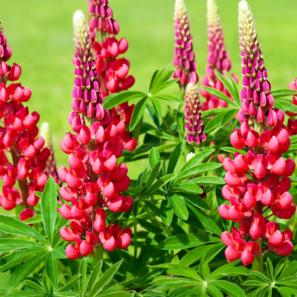 LUPIN Russell hybrids My Castle (brick red) - 9cm Pot