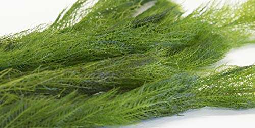 Myriophyllum spicatum (Spiked Water Milfoil) Oxygenating Pond Plant - Native Oxygenator - OX016