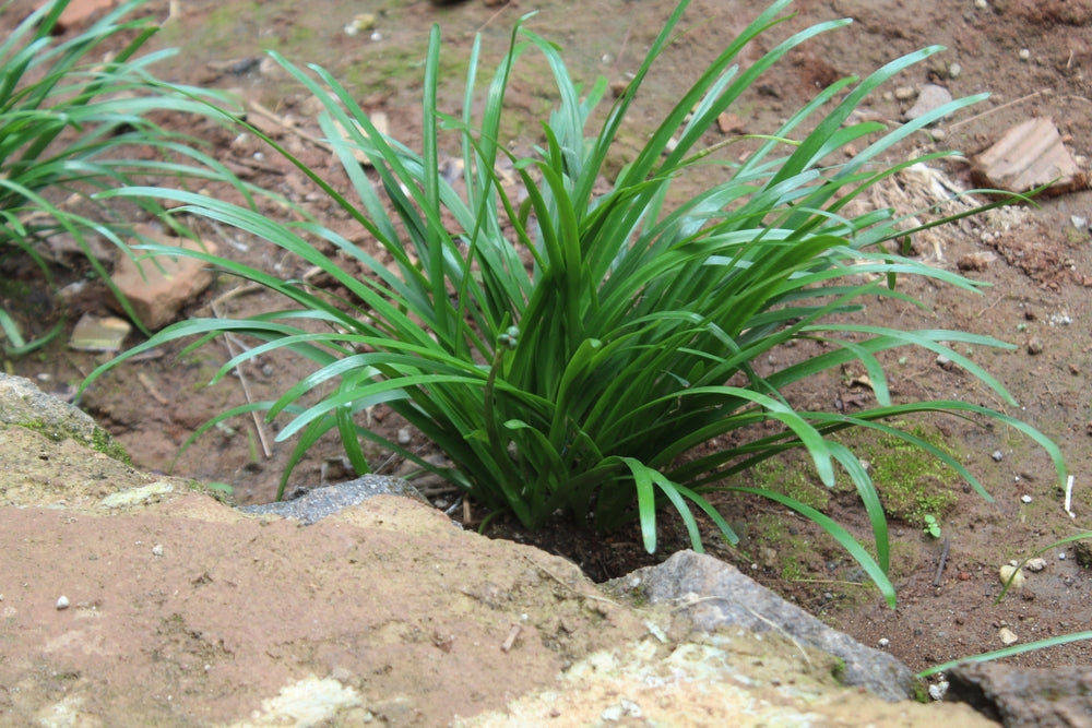Ophiopogon Japonicus - Marginal Pond Plants - MBP090