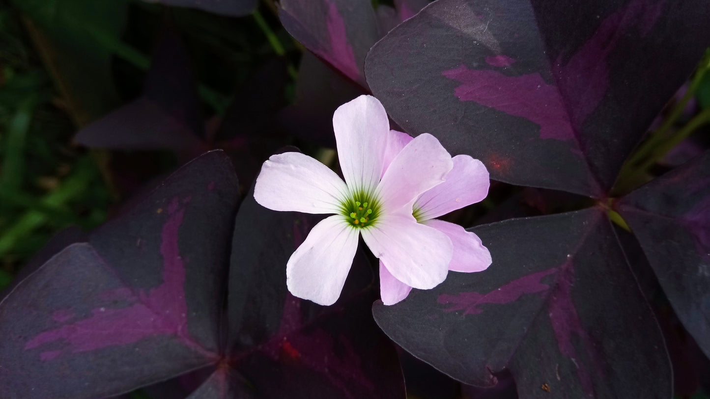 Oxalis Triangularis - BP092 Packs