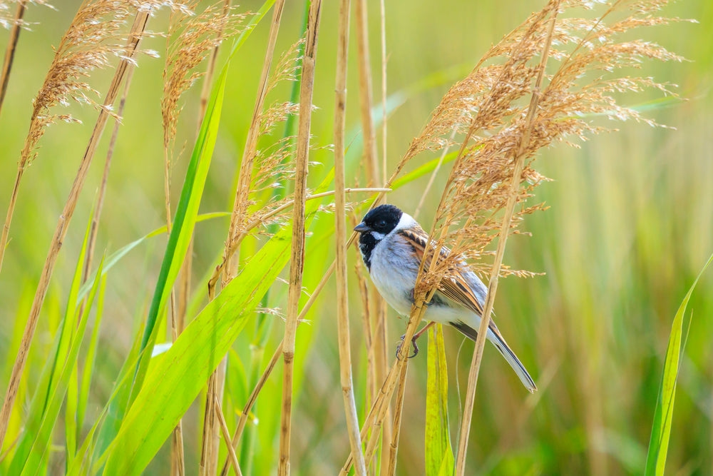 Phragmites australis (Norfolk reed) - Marginal Pond Plants - MP091