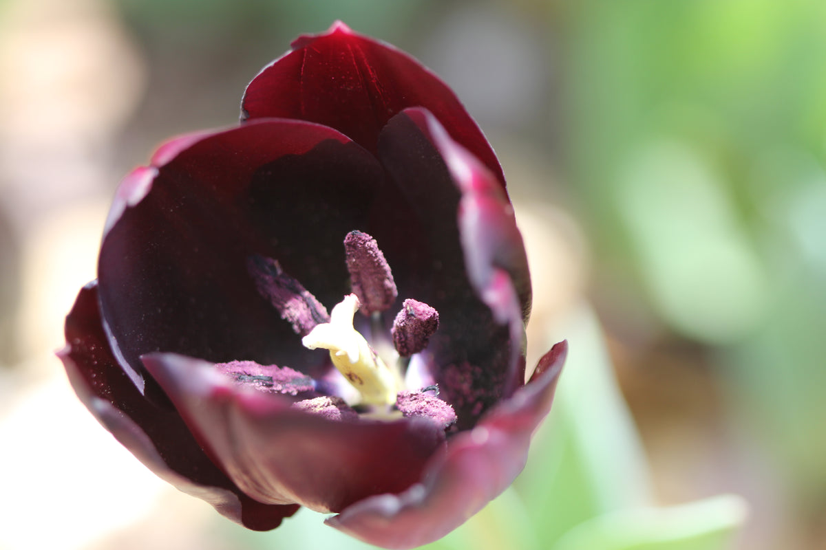 TULIP Queen of Night 10/11cm - 10 Bulbs