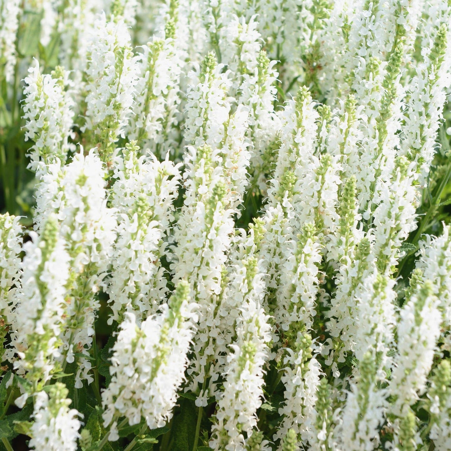 SALVIA x superba Merleau White - 9cm pot