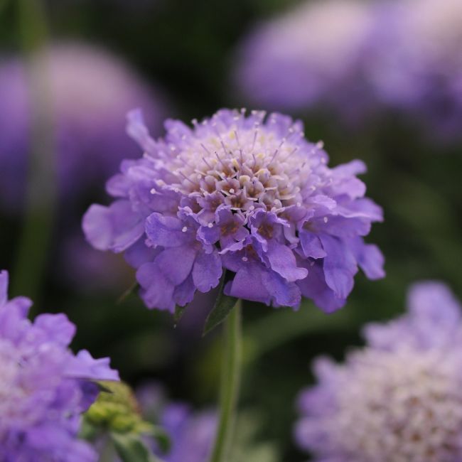 SCABIOSA japonica Blue Note - 9cm pot