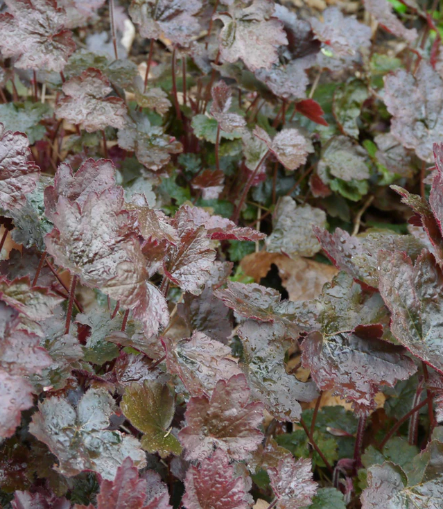 HEUCHERA micrantha Palace Purple - 9cm pot