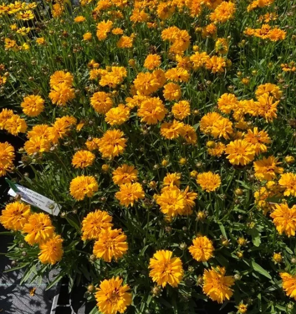COREOPSIS grandiflora Andiamo Semi Double - 9cm pot