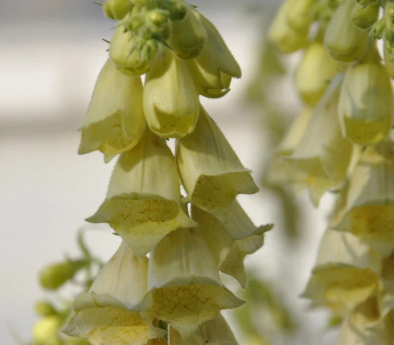 DIGITALIS grandiflora Dwarf Carillion - 9cm pot