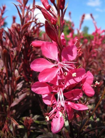 GAURA lindheimeri Gaudi Red - 9cm pot