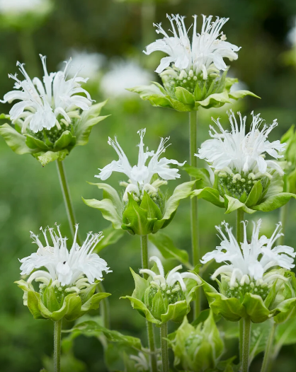 MONARDA didyma Snow White - 9cm pot