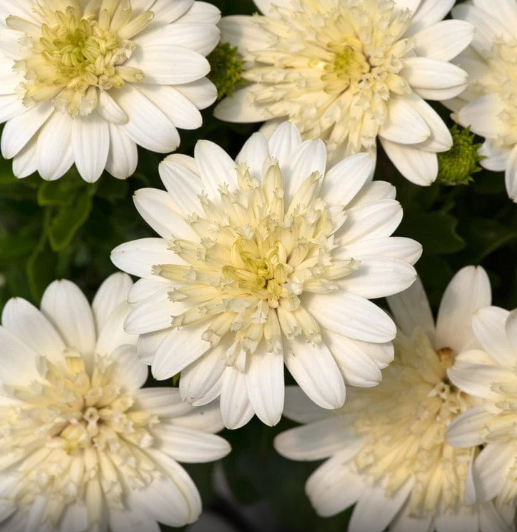 OSTEOSPERMUM 3D Nanuk - 9cm pot