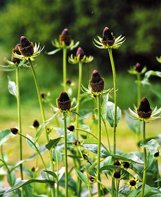 RUDBECKIA occidentalis Green Wizard - 9cm pot