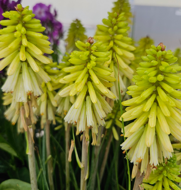 KNIPHOFIA Poco Citron - 9cm Pot