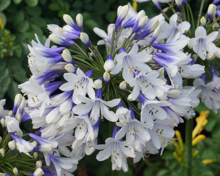 AGAPANTHUS africanus Twister (PBR) - 9cm Pot
