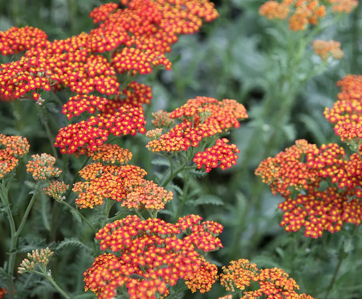 ACHILLEA Walter Funcke - 9cm Pot